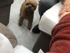 -PETKIT小佩宠物(昭化店)