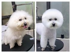 -PETKIT 小佩宠物·低压洗护·美容·寄养(安远店)