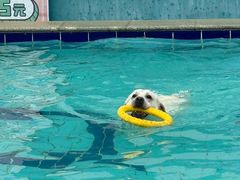 -趣玩宠物乐园寄养训犬训狗游泳池