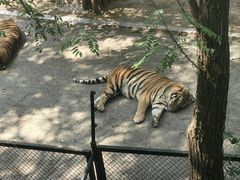 -大连森林动物园