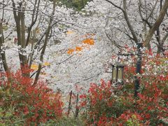 -苏州上方山国家森林公园