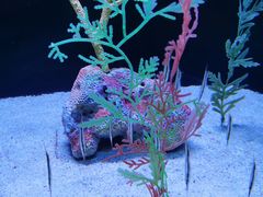 -上海海洋水族馆