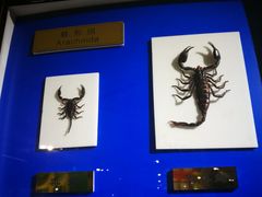 -上海昆虫博物馆