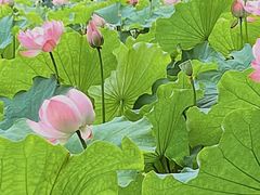 -陈家山荷花公园
