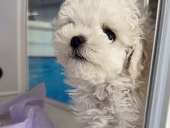 -翊宠yipet猫狗购宠庄园犬舍•猫舍