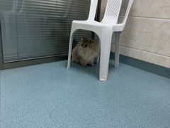 -动物缘宠物医院·骨科·猫科(西二环店)