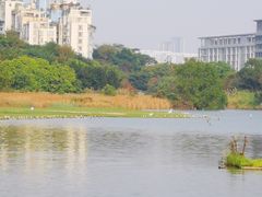 -华侨城湿地公园