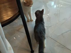 -猫爷宠物生活馆·撸猫馆