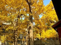 -阳台山自然风景区