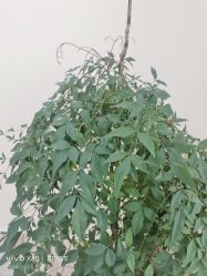-HEYAN荷妍专业脱毛连锁机构