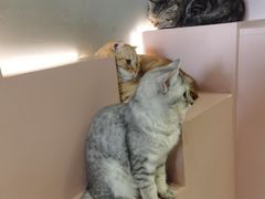 -猫儿山۰猫主题餐厅