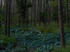 -合肥滨湖国家森林公园