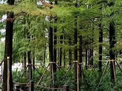 -重庆彩云湖湿地公园
