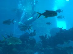 -海棠湾洲际-涛·海底餐厅·美人鱼·自助餐·海底隧道