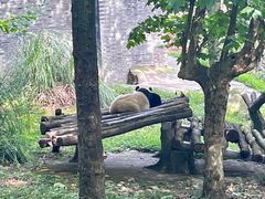 -都江堰中华大熊猫苑
