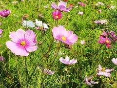 -三圣花乡旅游区