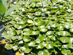 -荷塘月色湿地公园·向阳花洲