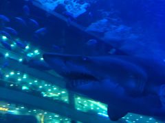 -成都浩海立方海洋公园