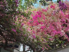 -深圳国际园林花卉博览园