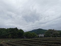 -中国茶叶博物馆(双峰馆区)
