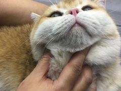 -爱宠屋pet shop·宠物洗澡·宠物美容