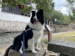 -艾贝尔宠物医院 ·内科全科(梁溪路店)