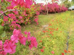 -观澜湖生态运动公社