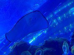 -成都浩海立方海洋公园