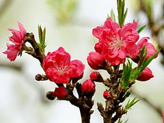 -南汇桃花村