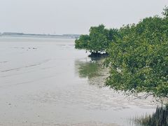 -宝安西湾红树林湿地公园