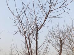 -天津东丽湖风景区