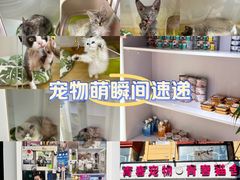 -青奢宠物·青奢猫舍