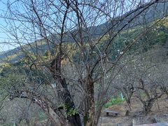 -广州市流溪河国家森林公园