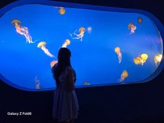 -太平洋海底世界