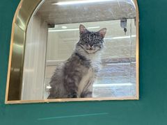 -飞行喵MR PILOT|猫舍·猫咖(静安大融城店)
