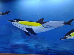 -大连老虎滩海洋公园