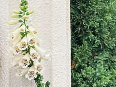 -Lamant Manor已闻花名关於蓝