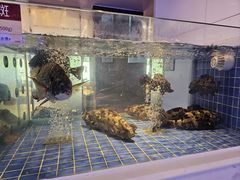 -金苑海鲜酒家(来魅力店)