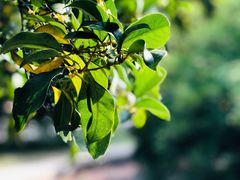 -上海市龙华烈士陵园