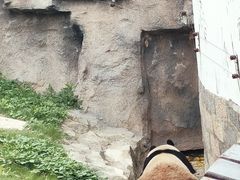 -上海野生动物园
