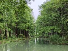 -西溪国家湿地公园