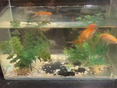 -老五烧烤(石牌岭店)