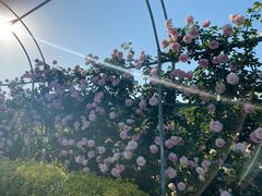 -花博汇(知音花月夜)