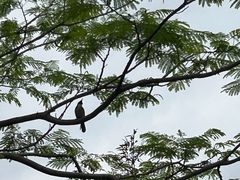 -火炉山森林公园