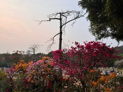 -莲花山公园