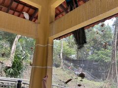 -吉隆坡雀鸟公园
