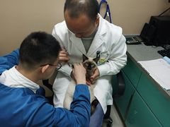 -安安宠医·臻爱宠物医院·宠保定点(营门口路分院)