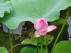 -荔湾湖公园