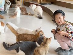 -飞行喵MR PILOT|猫舍·猫咖(静安大融城店)