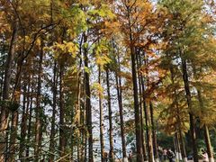 -重庆彩云湖湿地公园